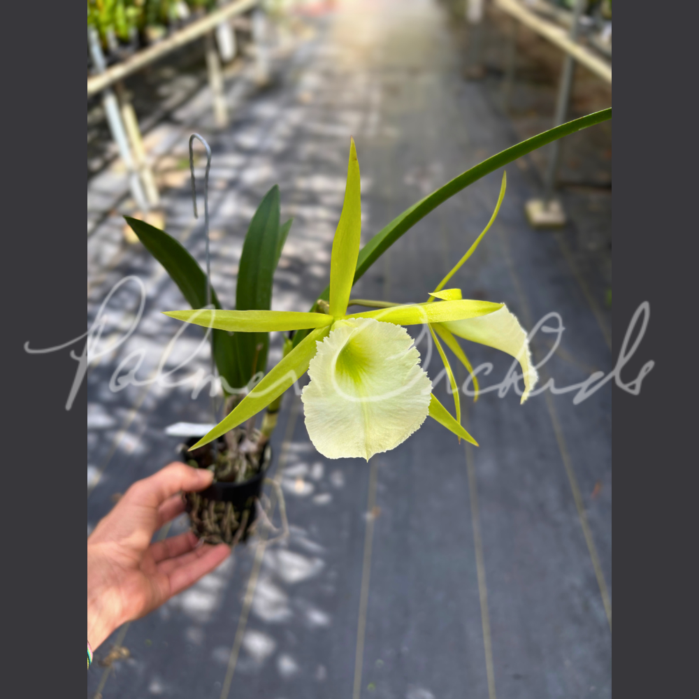 Procholavola QF Wailele — Palmer Orchids